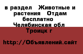  в раздел : Животные и растения » Отдам бесплатно . Челябинская обл.,Троицк г.